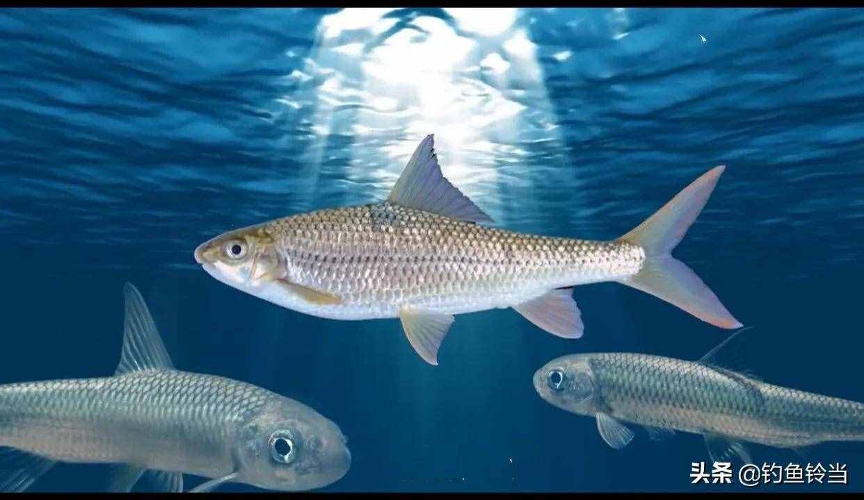 最新野生动物保护法已公布，这些鱼不能再钓了！钓了犯法或受牢狱