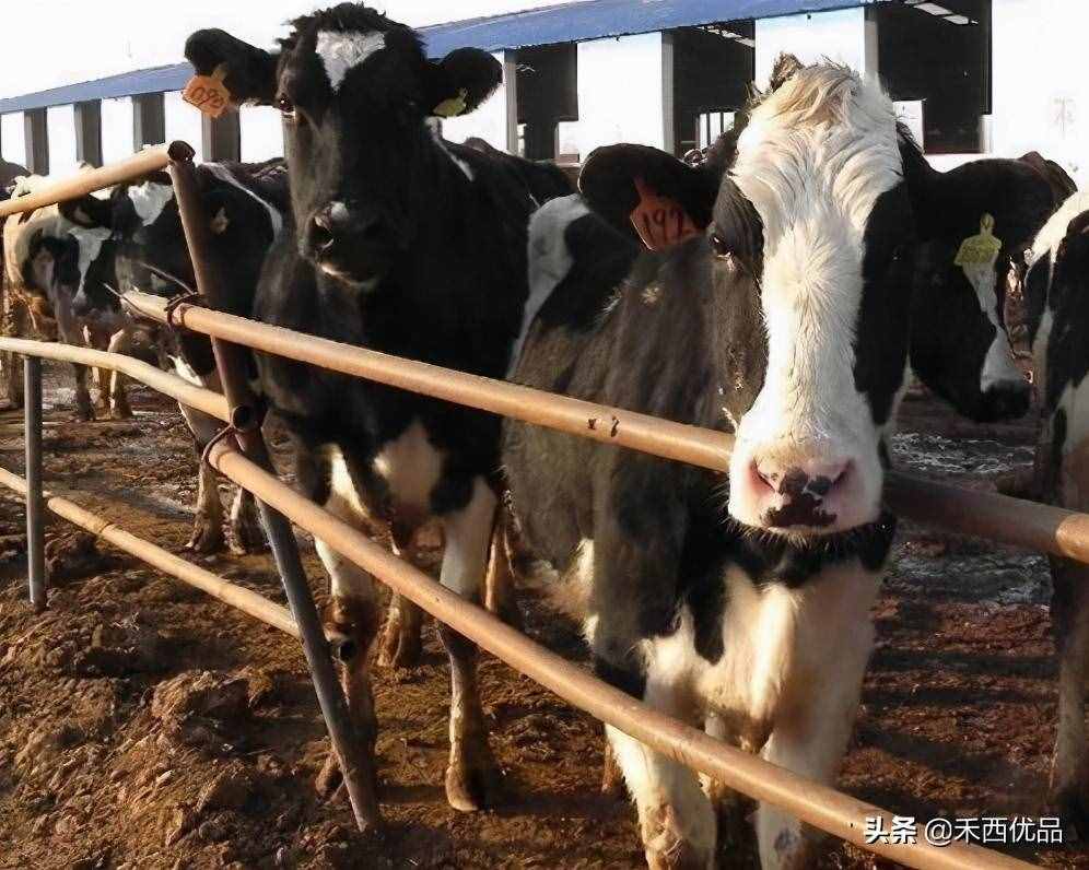 奶牛的饲养管理技术