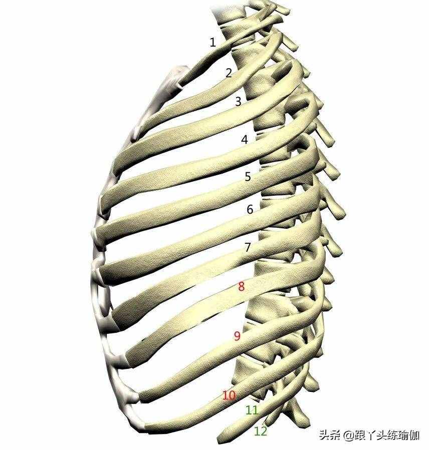 肋骨突出，可不仅仅影响美观！赶快看看你是不是肋骨外翻