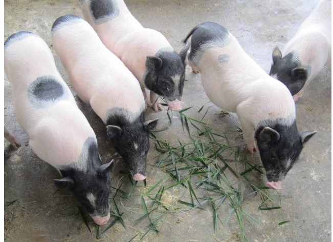 巴马香猪养殖销售联盟的问题集锦