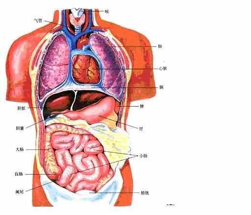 你知道五脏六腑在你身体的哪个位置吗？它们又起着怎样的作用呢？