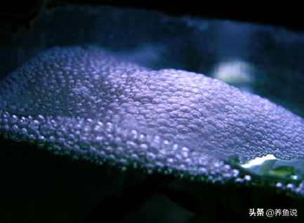 泰国斗鱼如何繁殖？斗鱼在家庭鱼缸繁殖攻略在此，中国斗鱼也适用