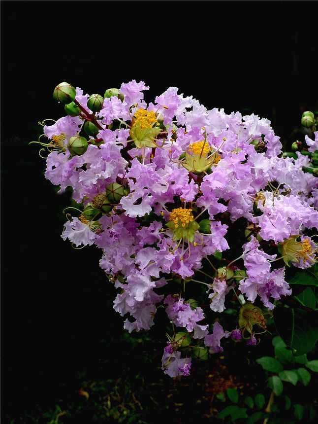 你知道紫薇花都有什么种类吗？快来看看吧！