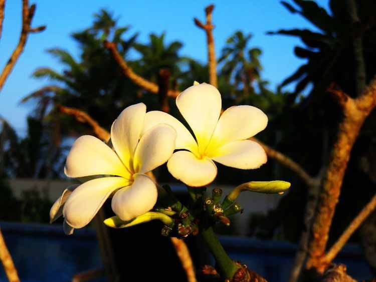 私藏在印度洋的明珠，被认为是最美的岛屿，鲜花盛开的地方！