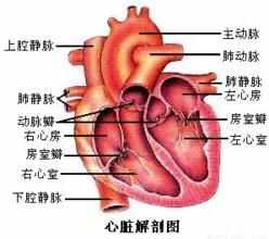 你知道五脏六腑在你身体的哪个位置吗？它们又起着怎样的作用呢？