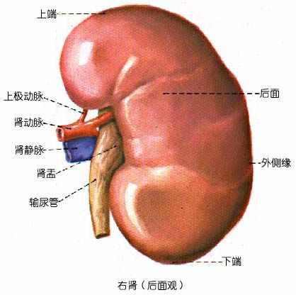 你知道五脏六腑在你身体的哪个位置吗？它们又起着怎样的作用呢？