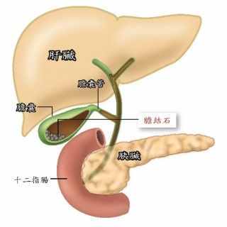 你知道五脏六腑在你身体的哪个位置吗？它们又起着怎样的作用呢？