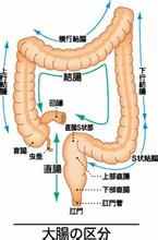 你知道五脏六腑在你身体的哪个位置吗？它们又起着怎样的作用呢？