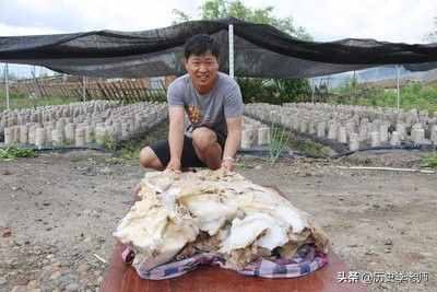 “太岁”究竟是什么物种？专家：目前还在研究，它们违背自然规律