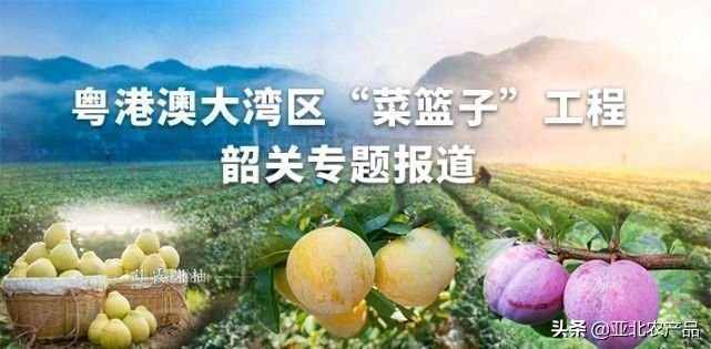 广东省最大的现代化有机蔬菜生产基地，在哪儿？