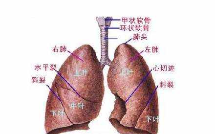 中医入门必须理解的五脏六腑功能特点！