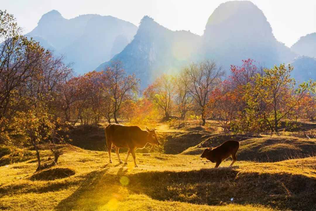 桂林周边这5处大美之地，藏着广西醉美秋景，现在去合适