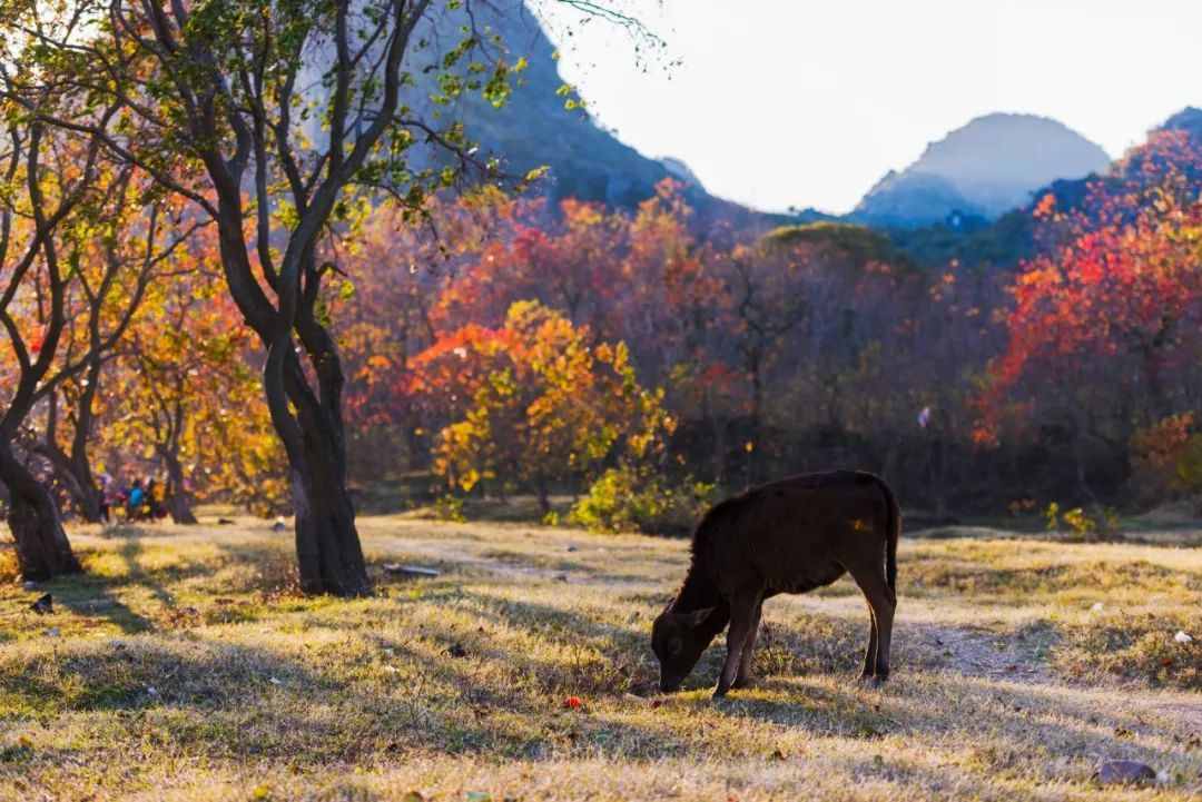 桂林周边这5处大美之地，藏着广西醉美秋景，现在去合适