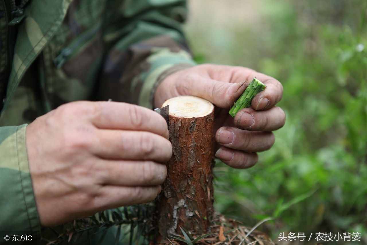 提高果树嫁接成活率的六个方法，你用对了几个？