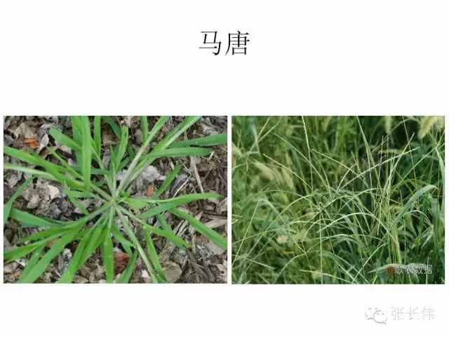 高清杂草图谱，一次全认识了