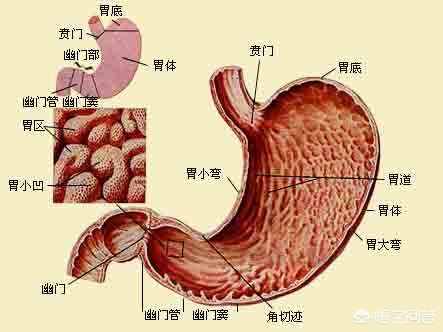 人的胃在身体的左边还是右边，你分的清楚吗？