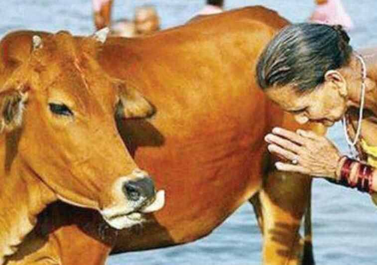 实拍印度人所敬仰的“神牛”，最后一张实在接受不了