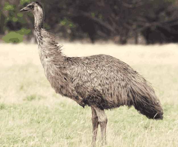 世界上排名前五的大型鸟类，最大一只身高3米，体重320斤