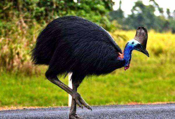 世界上排名前五的大型鸟类，最大一只身高3米，体重320斤