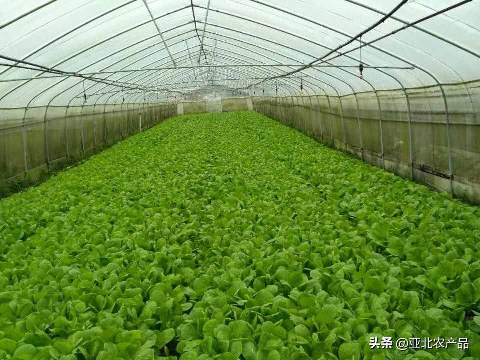 广东省最大的现代化有机蔬菜生产基地，在哪儿？