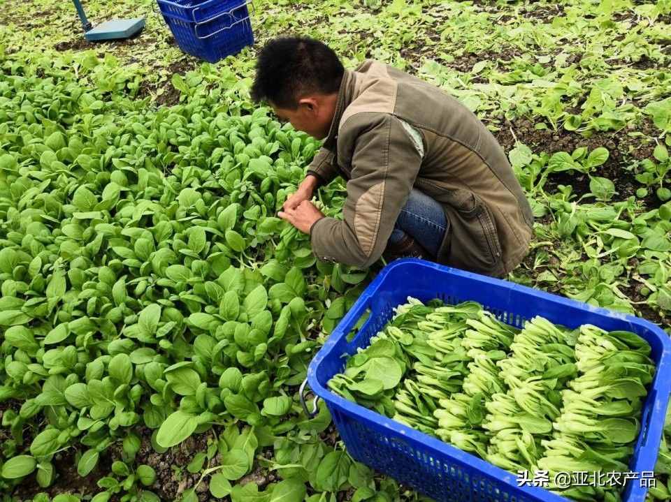 广东省最大的现代化有机蔬菜生产基地，在哪儿？