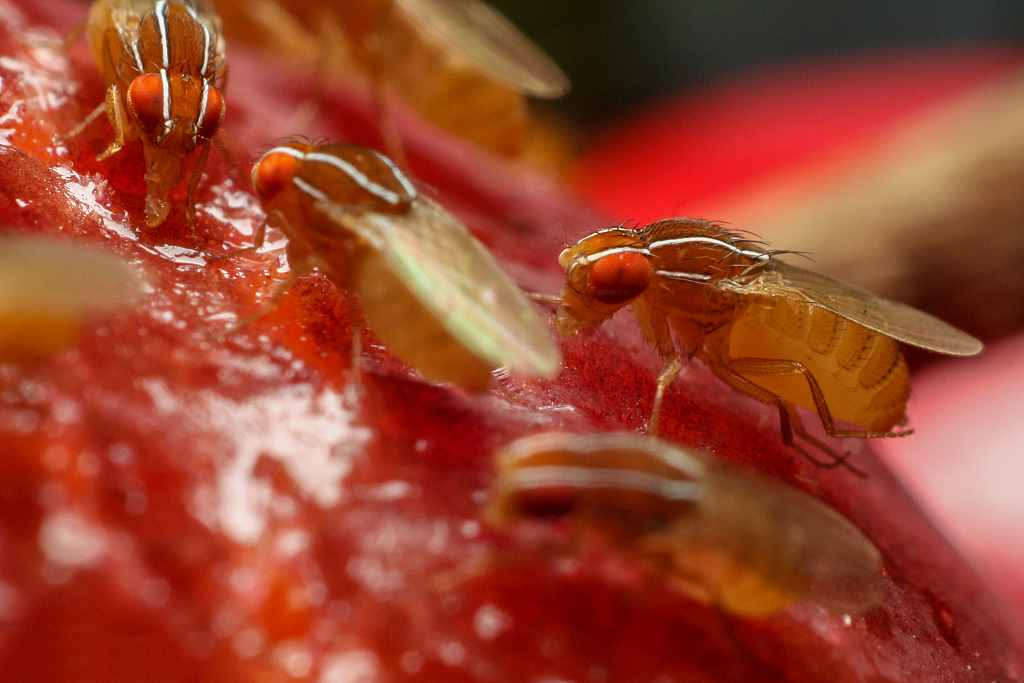 果蝇有害吗，怎么有效清除果蝇？