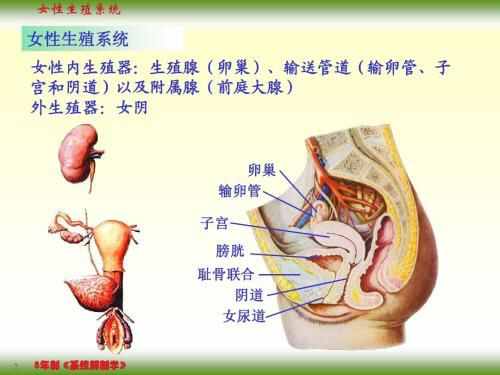人体解剖学女性生殖系统
