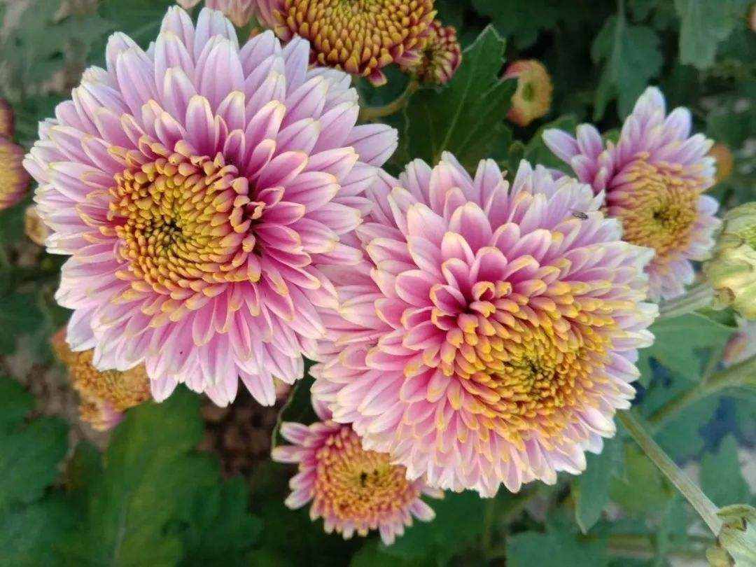 菊花种植3个小技巧，让你的花颜色深，花朵大