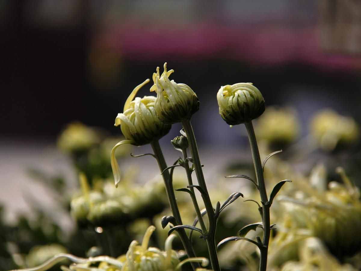菊花种植3个小技巧，让你的花颜色深，花朵大
