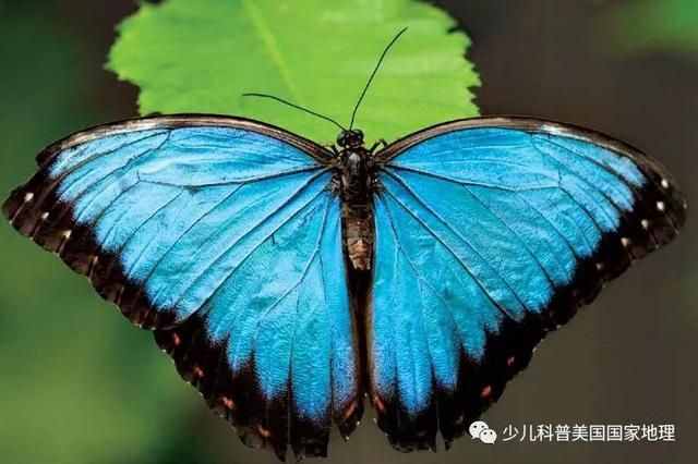 蝴蝶的翅膀为什么五彩斑斓？