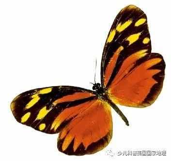 蝴蝶的翅膀为什么五彩斑斓？