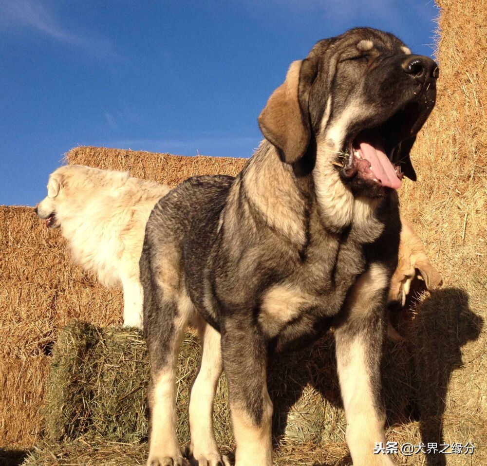 它是被世界遗忘的原生猛犬，游荡在昆仑山之中，野性依旧