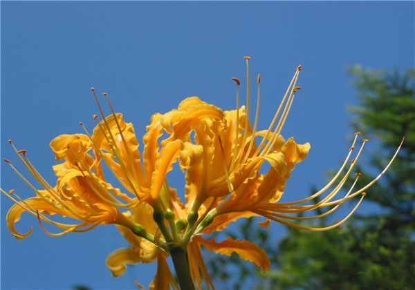 金色灿烂耀眼夺目！金花石蒜、在种植过程中需要注意哪些东西？
