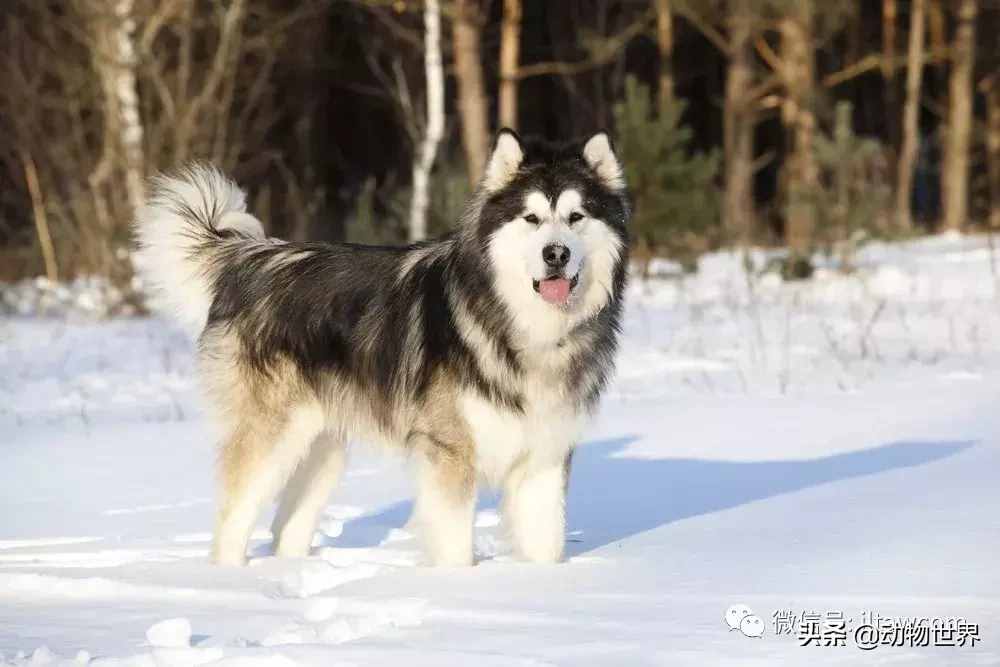 世界犬种-阿拉斯加雪橇犬