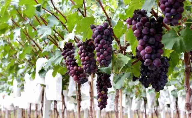 摘葡萄何必去吐鲁番，盘点陕西10个最新葡萄采摘地，周末约起来