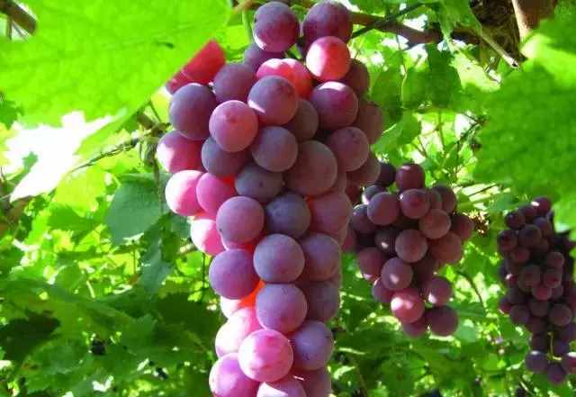 摘葡萄何必去吐鲁番，盘点陕西10个最新葡萄采摘地，周末约起来