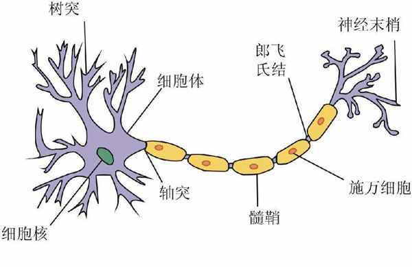 人体细胞都很小吗？细胞最大有一米长