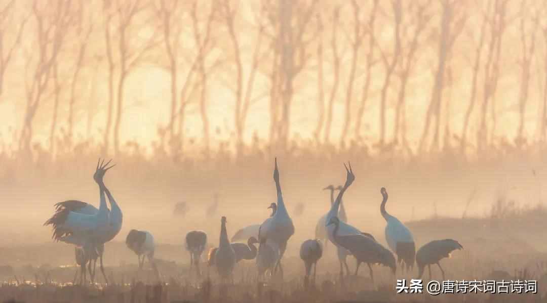 黄鹤一去不复返，白云千载空悠悠