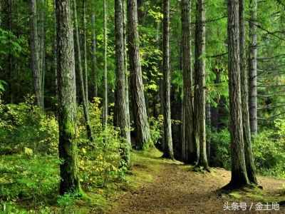 你知道哪个分类的林地在保障我们的生态安全吗？