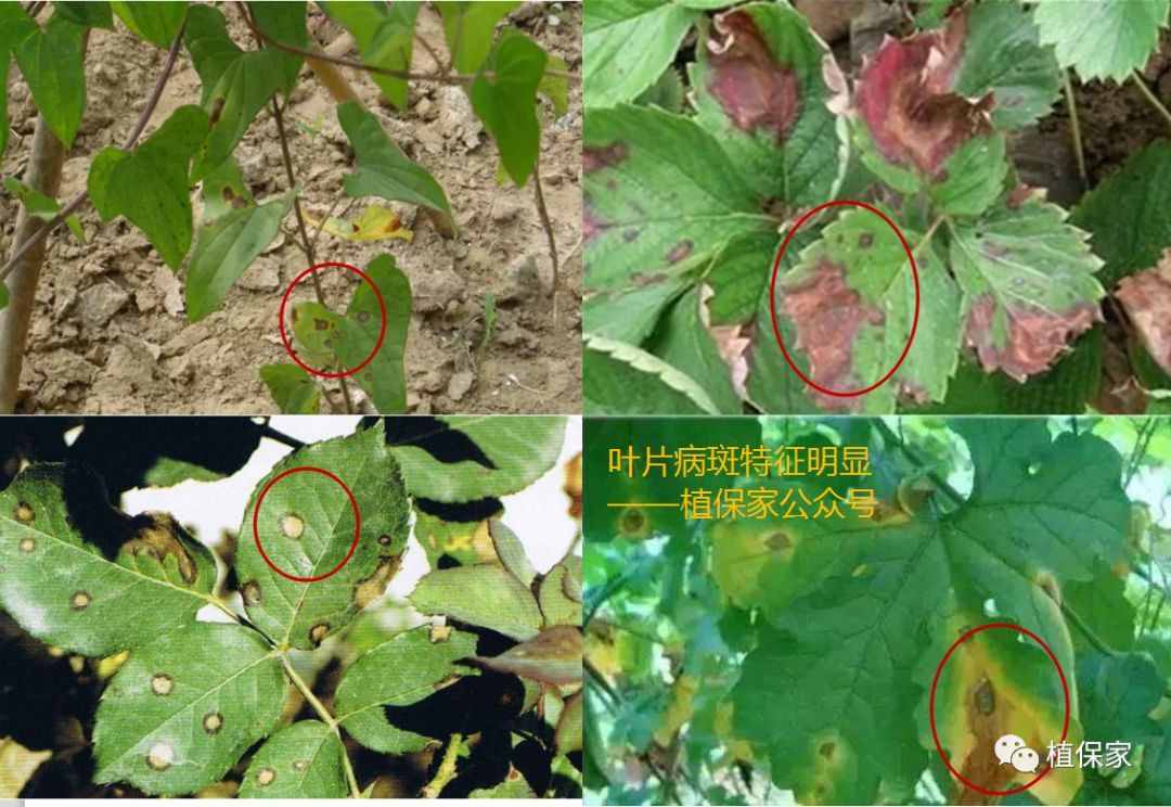 深度解析炭疽病，学会这一招，炭疽病轻松搞定