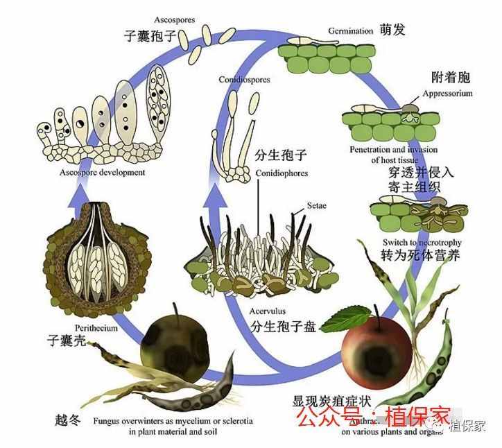 深度解析炭疽病，学会这一招，炭疽病轻松搞定