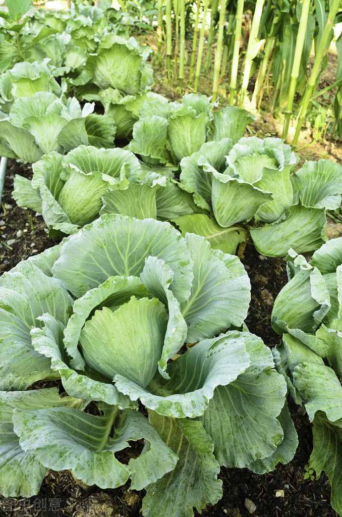 这三款青菜种，尤其适合秋冬季种植！口感佳，品质好！推荐农户