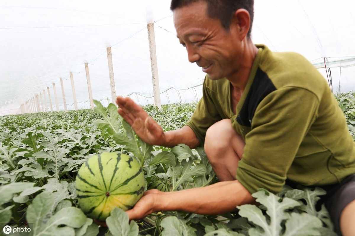 西瓜的种植要做到“五要四不要”，种植户需掌握技巧