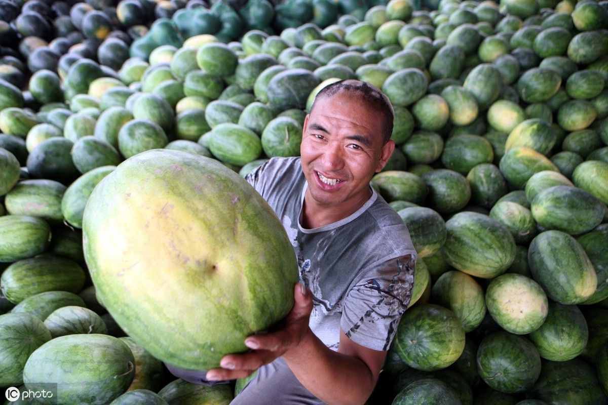 西瓜的种植要做到“五要四不要”，种植户需掌握技巧