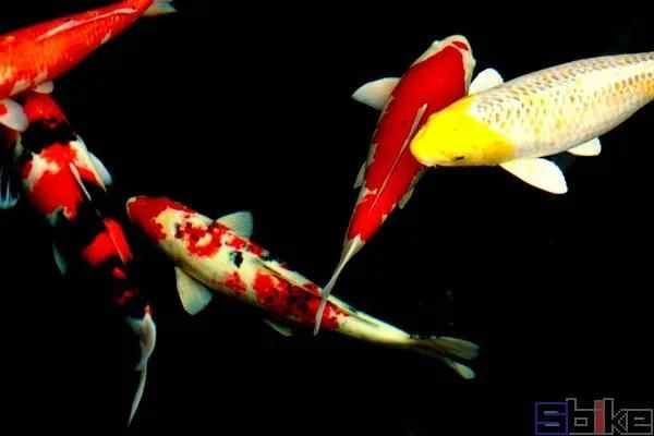 [图说]十种最常见的经典淡水观赏鱼！