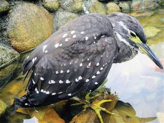 四川现最神秘鸟，如今海南虎斑鳽非常稀少
