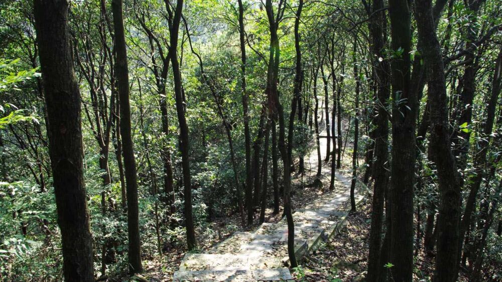 轻采山色——探路16.3公里杭州西山游步道