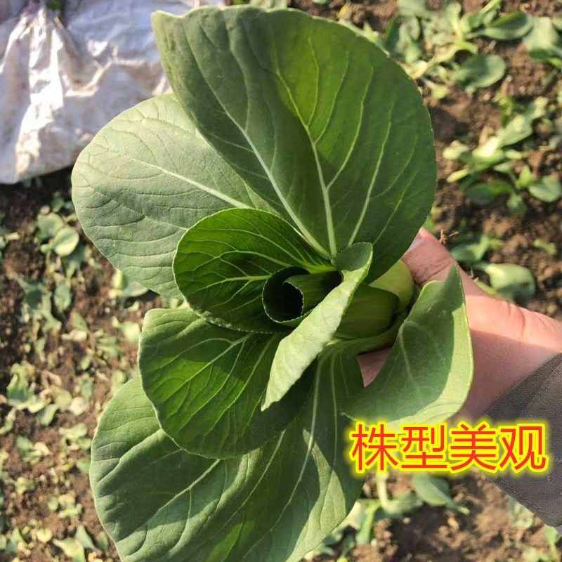 这三款青菜种，尤其适合秋冬季种植！口感佳，品质好！推荐农户