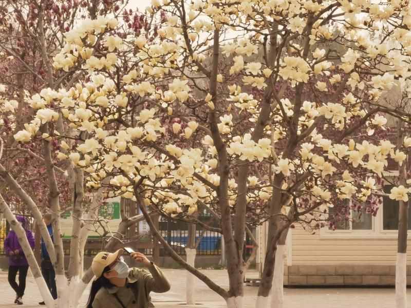 北京最大玉兰观赏园迎来最佳赏花期