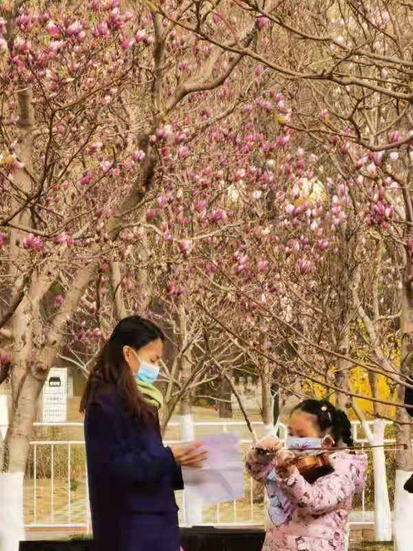 北京最大玉兰观赏园迎来最佳赏花期